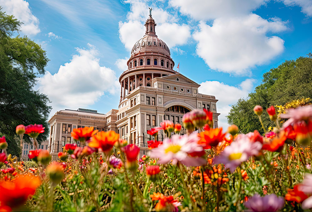 image of the fall trees in austin, texas